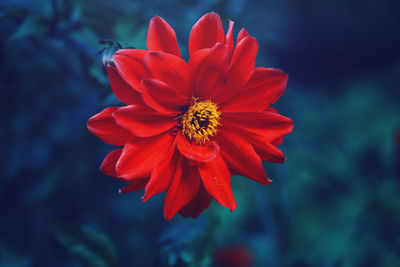 Beautiful fairy dreamy magic crimson scarlet red dahlia flower on blurry blue purple background