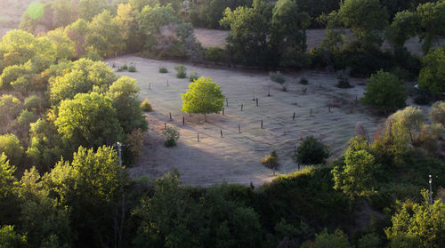 High angle view of trees in forest