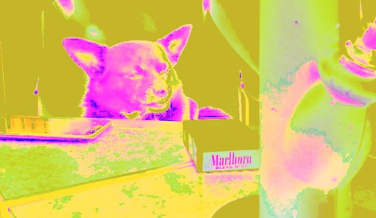 multi colored, paint, mammal, pink color, art and craft, creativity, digital composite, no people, domestic, one animal, indoors, pets, vibrant color, domestic animals, abstract, yellow