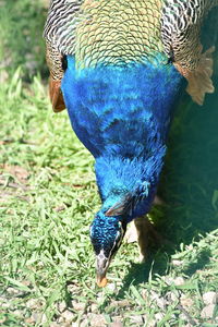 Close-up of peacock
