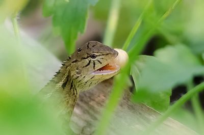 Close-up of lizard