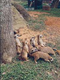 Deer on tree trunk