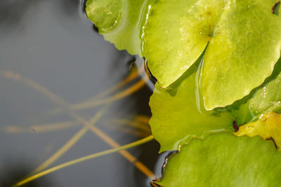 High angle view of leaf in water