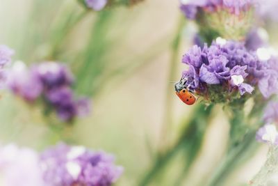 Close-up of ladybug on purple flower