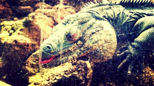 Close-up of fish in water