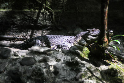 View of an animal on rock