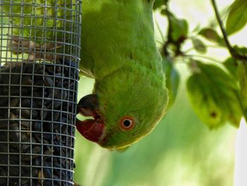 Close-up of parrot in cage