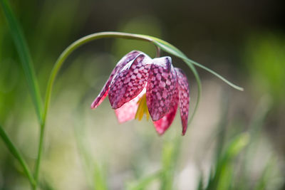 Close-up of purple flowering plant