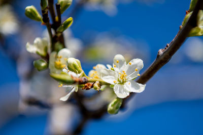 Close-up of cherry blossoms in spring