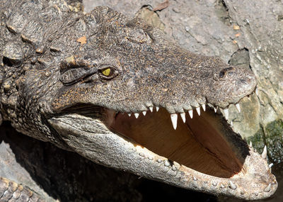 Close-up of a reptile