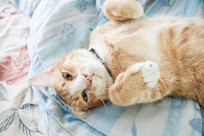 High angle view of cat resting on bed