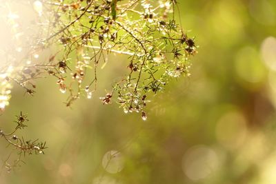 Close-up of flowering plant against tree