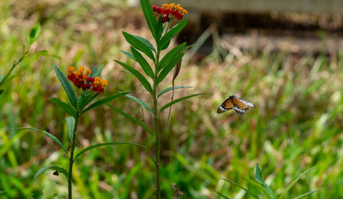 Close-up of butterfly pollinating on flower