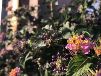 Close-up of pink flowering plants