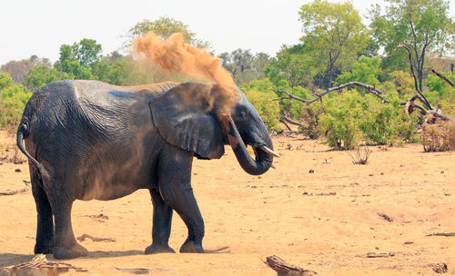 Elephant spraying dust