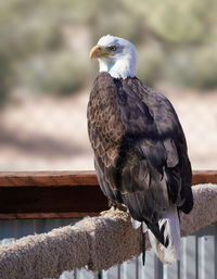 Close-up of bird perching on wood