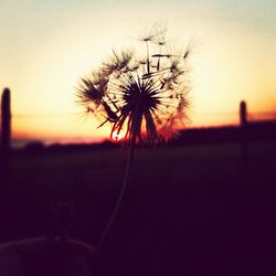 Dandelion growing in field