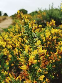 Close-up of yellow flowering plant on field