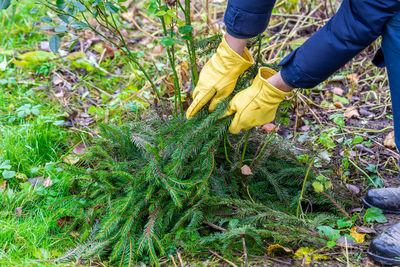 Shelter of roses with spruce branches. spruce branches in the hands of a gardener