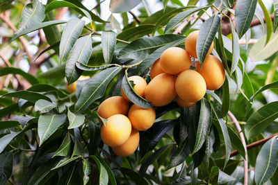 Close-up of fruits on tree