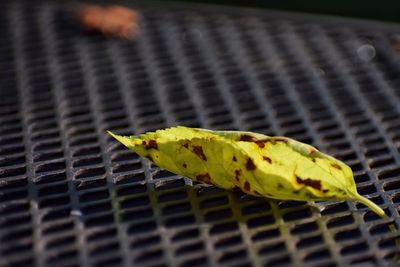 Close-up of insect on leaf