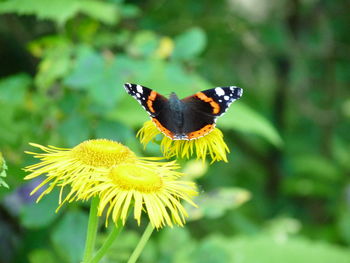 Close-up of butterfly pollinating on yellow flower