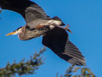 Low angle view of seagull flying