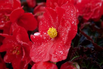 Close-up of wet red flowering plant