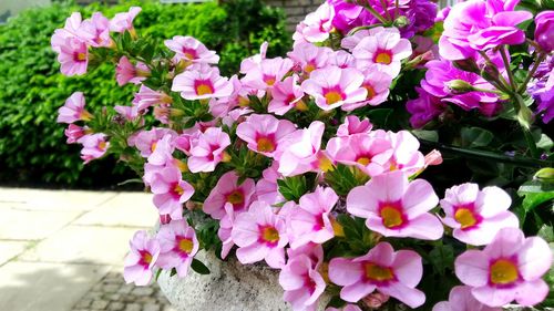 Close-up of pink flowering plants in garden