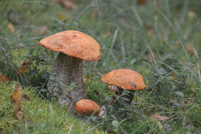 Close-up of mushroom growing on field