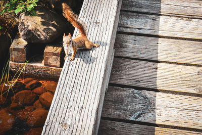 High angle view of cat on wooden floor