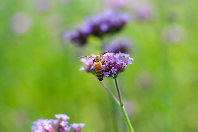 Close-up of insect on purple flowering plant