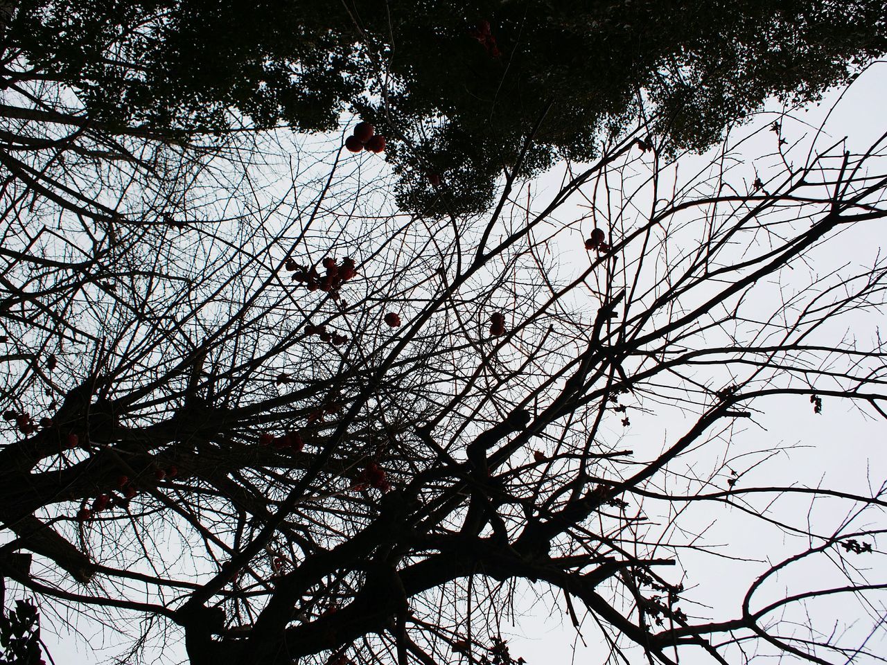 branch, low angle view, tree, growth, nature, silhouette, tranquility, bare tree, sky, clear sky, beauty in nature, leaf, outdoors, no people, day, scenics, twig, high section, backgrounds, sunlight