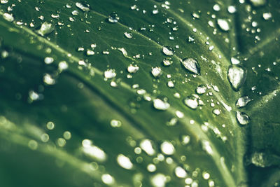 Close-up of raindrops on leaves