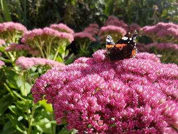 Close-up of insect on pink flowers