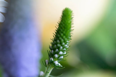 Close-up of plant