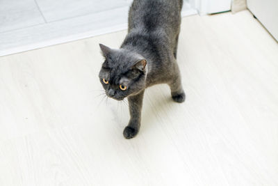 Cat sitting on hardwood floor