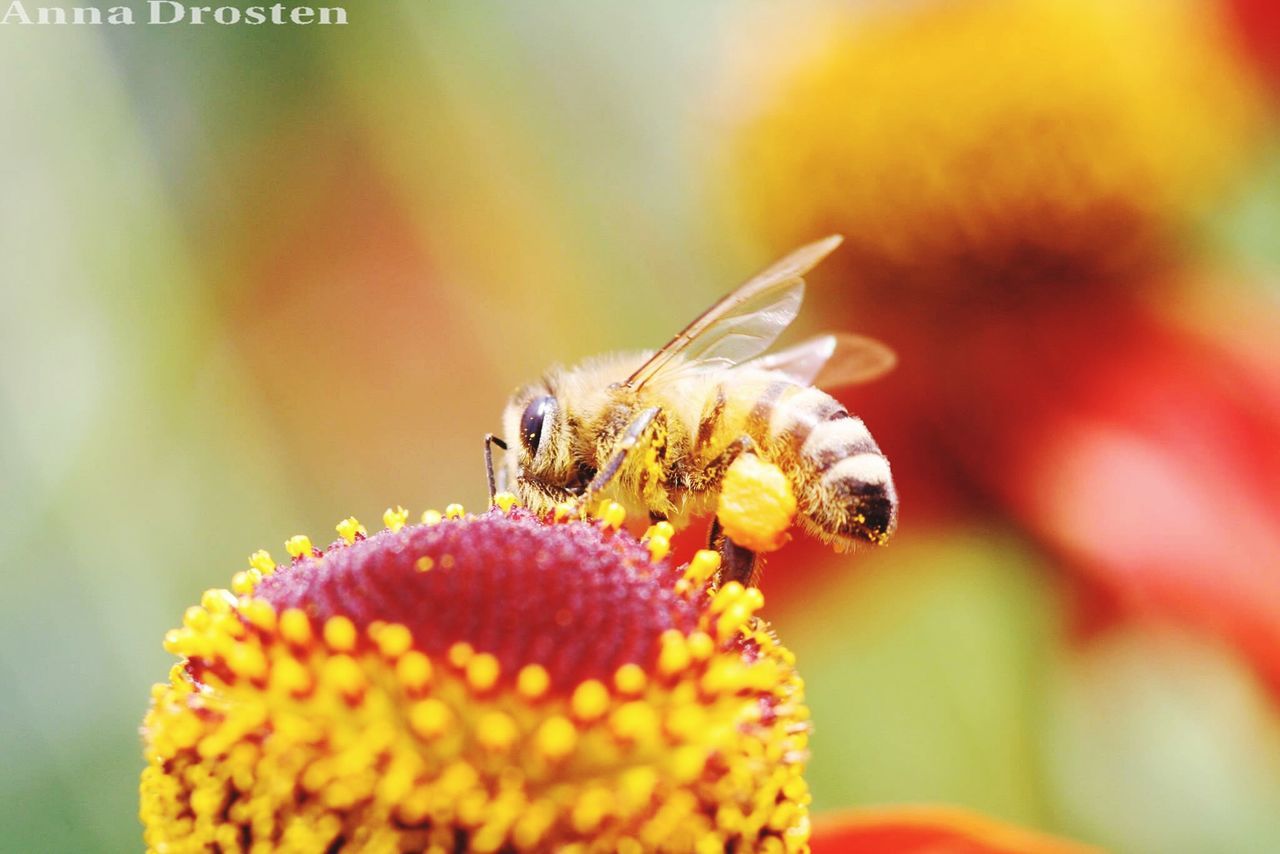 CLOSE-UP OF HONEY BEE POLLINATING FLOWER