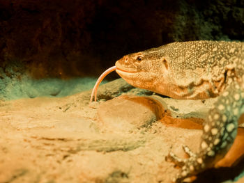 Close-up of fish in sea