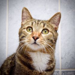 Close-up portrait of cat