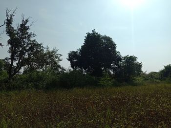 Trees on field against sky