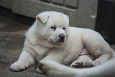 A four week old akita puppy 