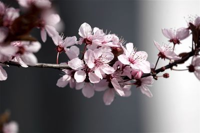 Close-up of plum blossom