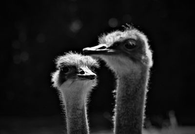 Close-up of a bird against blurred background