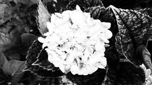 Close-up of flowers