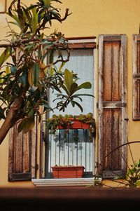 Potted plants outside building