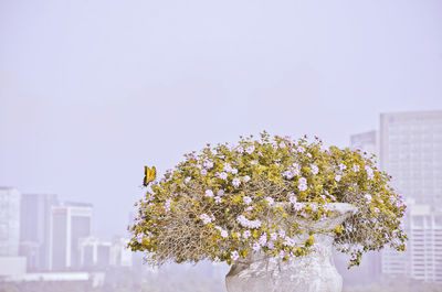 View of white flowering plant against sky