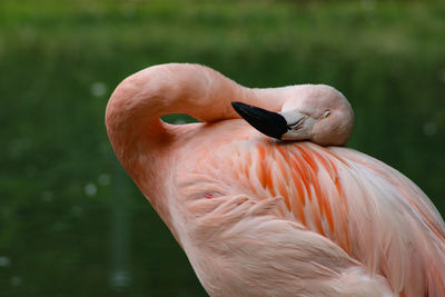 Close-up of a bird