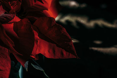 Close-up of red leaf against sky