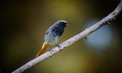 Black redstart